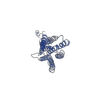 22285_6xpd_A_v1-2
Cryo-EM structure of human ZnT8 double mutant - D110N and D224N, determined in outward-facing conformation