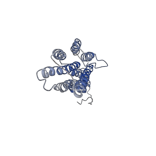 22286_6xpe_A_v1-1
Cryo-EM structure of human ZnT8 WT, in the presence of zinc, determined in outward-facing conformation