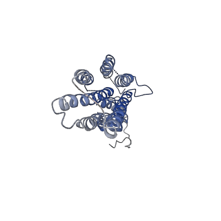 22286_6xpe_A_v1-2
Cryo-EM structure of human ZnT8 WT, in the presence of zinc, determined in outward-facing conformation