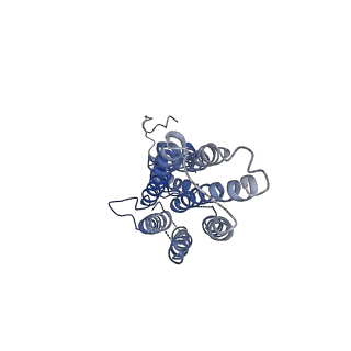 22286_6xpe_B_v1-1
Cryo-EM structure of human ZnT8 WT, in the presence of zinc, determined in outward-facing conformation