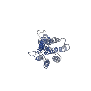 22286_6xpe_B_v1-2
Cryo-EM structure of human ZnT8 WT, in the presence of zinc, determined in outward-facing conformation