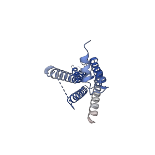 33395_7xqg_B_v1-1
Hemichannel-focused structure of C-terminal truncated connexin43/Cx43/GJA1 gap junction intercellular channel in POPE nanodiscs (GCN conformation)