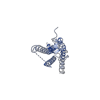 33396_7xqh_A_v1-1
Hemichannel-focused structure of C-terminal truncated connexin43/Cx43/GJA1 gap junction intercellular channel in POPE nanodiscs (GCN-TM1i conformation)