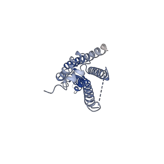 33396_7xqh_C_v1-1
Hemichannel-focused structure of C-terminal truncated connexin43/Cx43/GJA1 gap junction intercellular channel in POPE nanodiscs (GCN-TM1i conformation)