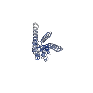 33398_7xqj_C_v1-1
Hemichannel-focused structure of C-terminal truncated connexin43/Cx43/GJA1 gap junction intercellular channel in POPE nanodiscs (PLN conformation)