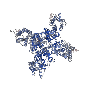 6770_5xsy_A_v2-0
Structure of the Nav1.4-beta1 complex from electric eel