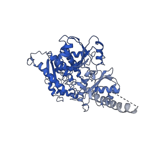 10619_6xtx_E_v1-2
CryoEM structure of human CMG bound to ATPgammaS and DNA