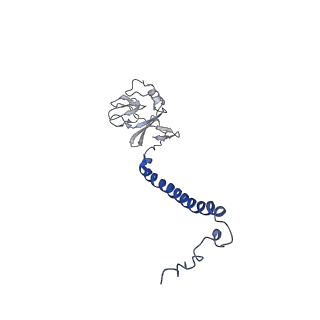 6774_5xte_C_v1-4
Cryo-EM structure of human respiratory complex III (cytochrome bc1 complex)