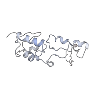 10622_6xu6_AS_v1-2
Drosophila melanogaster Testis 80S ribosome