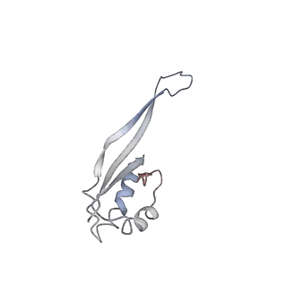 10622_6xu6_AU_v1-2
Drosophila melanogaster Testis 80S ribosome