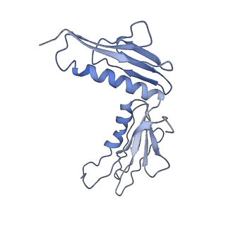10622_6xu6_CH_v1-2
Drosophila melanogaster Testis 80S ribosome