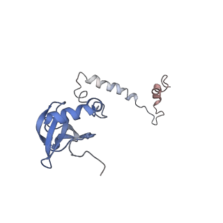 10622_6xu6_CM_v1-2
Drosophila melanogaster Testis 80S ribosome