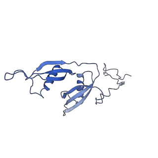 10622_6xu6_CS_v1-2
Drosophila melanogaster Testis 80S ribosome