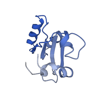 10622_6xu6_Cc_v1-2
Drosophila melanogaster Testis 80S ribosome