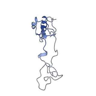 10622_6xu6_Ce_v1-2
Drosophila melanogaster Testis 80S ribosome