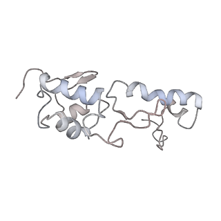 10623_6xu7_AS_v1-2
Drosophila melanogaster Testis polysome ribosome