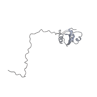 10623_6xu7_CX_v1-2
Drosophila melanogaster Testis polysome ribosome