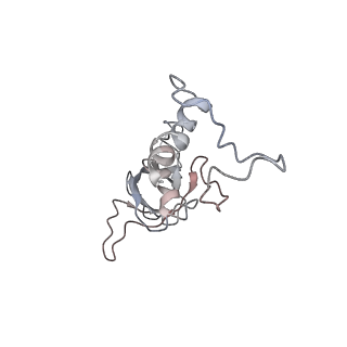 10623_6xu7_Cf_v1-2
Drosophila melanogaster Testis polysome ribosome