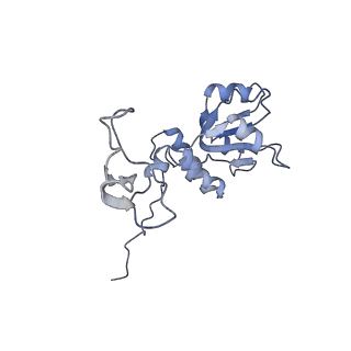 10624_6xu8_CQ_v1-2
Drosophila melanogaster Ovary 80S ribosome