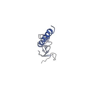 10624_6xu8_Cg_v1-2
Drosophila melanogaster Ovary 80S ribosome