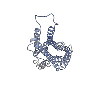 33479_7xv3_R_v1-1
Cryo-EM structure of LPS-bound GPR174 in complex with Gs protein