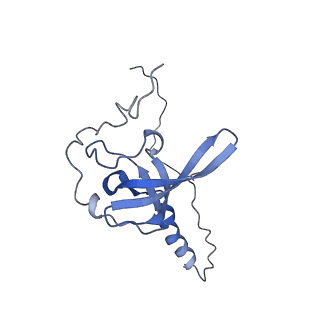 6778_5xxb_S_v1-1
Large subunit of Toxoplasma gondii ribosome