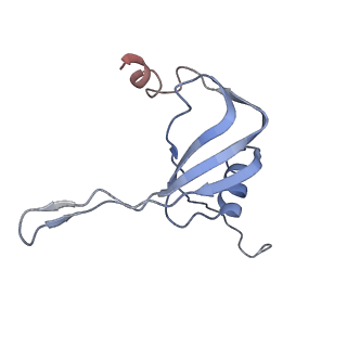 10654_6xyw_At_v1-2
Structure of the plant mitochondrial ribosome