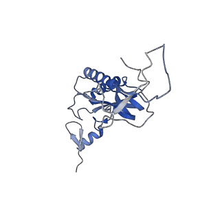 6784_5xy3_I_v1-3
Large subunit of Trichomonas vaginalis ribosome