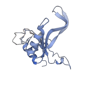 6784_5xy3_J_v1-3
Large subunit of Trichomonas vaginalis ribosome