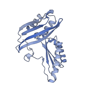 10657_6xzb_C1_v1-0
E. coli 70S ribosome in complex with dirithromycin, fMet-Phe-tRNA(Phe) and deacylated tRNA(iMet) (focused classification).