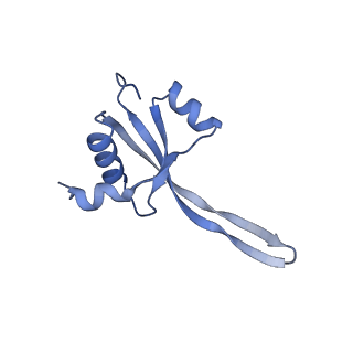 10657_6xzb_T2_v1-0
E. coli 70S ribosome in complex with dirithromycin, fMet-Phe-tRNA(Phe) and deacylated tRNA(iMet) (focused classification).