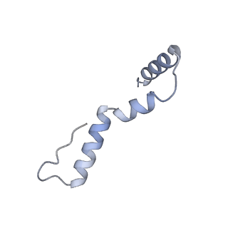 10657_6xzb_U1_v1-0
E. coli 70S ribosome in complex with dirithromycin, fMet-Phe-tRNA(Phe) and deacylated tRNA(iMet) (focused classification).