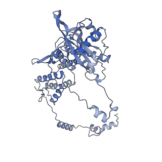 10662_6xzg_DP1_v1-1
Influenza C virus polymerase in complex with chicken ANP32A - Subclass 3