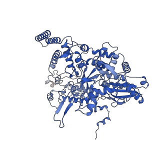 10664_6xzp_BP1_v1-1
Influenza C virus polymerase in complex with chicken ANP32A - Subclass 4