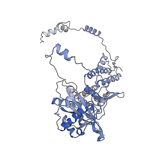 10665_6xzq_D_v1-1
Influenza C virus polymerase in complex with human ANP32A - Subclass 1