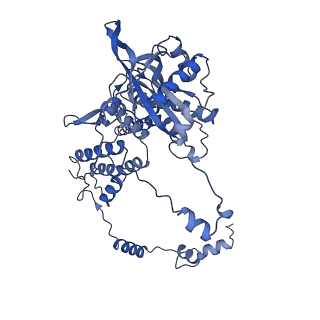 10666_6xzr_DP1_v1-1
Influenza C virus polymerase in complex with chicken ANP32A - Subclass 1