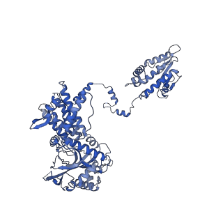 10667_6y0c_A_v1-1
Influenza C virus polymerase in complex with human ANP32A - Subclass 2