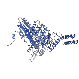 10667_6y0c_B_v1-1
Influenza C virus polymerase in complex with human ANP32A - Subclass 2