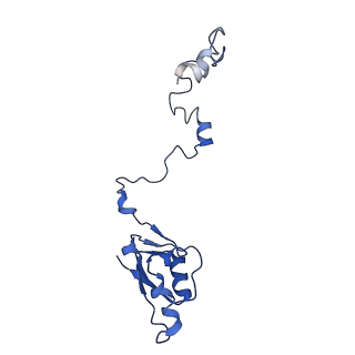 10668_6y0g_La_v1-1
Structure of human ribosome in classical-PRE state