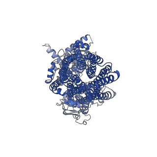 33564_7y1k_A_v1-1
Structure of SUR2A in complex with Mg-ATP, Mg-ADP and repaglinide in the inward-facing conformation