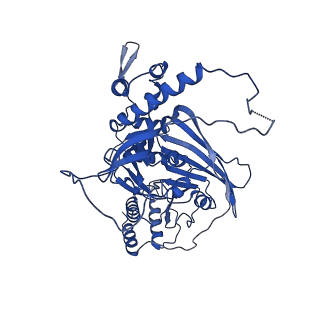33591_7y38_B_v1-0
Molecular architecture of the chikungunya virus replication complex