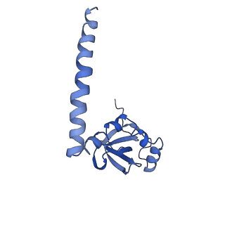 10690_6y57_LM_v1-0
Structure of human ribosome in hybrid-PRE state