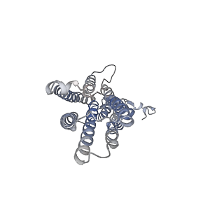 33619_7y5g_A_v1-1
Cryo-EM structure of a eukaryotic ZnT8 in the presence of zinc