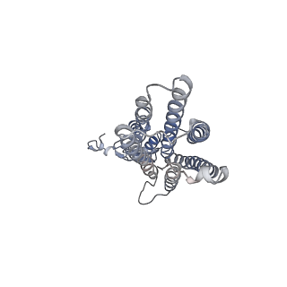 33619_7y5g_B_v1-1
Cryo-EM structure of a eukaryotic ZnT8 in the presence of zinc