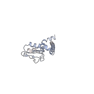 6811_5y5y_L_v1-1
V/A-type ATPase/synthase from Thermus thermophilus, peripheral domain, rotational state 1