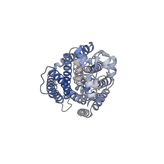 33641_7y6i_B_v1-0
Cryo-EM structure of human sodium-chloride cotransporter
