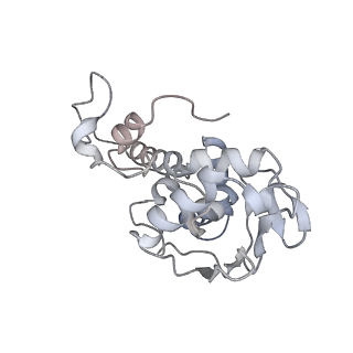 33660_7y7c_D_v1-0
Structure of the Bacterial Ribosome with human tRNA Asp(G34) and mRNA(GAU)