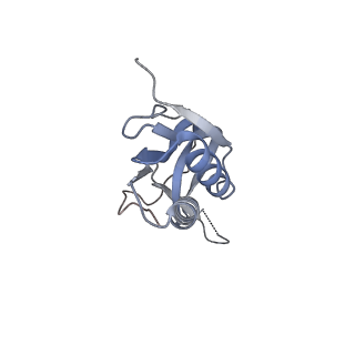 33660_7y7c_l_v1-0
Structure of the Bacterial Ribosome with human tRNA Asp(G34) and mRNA(GAU)
