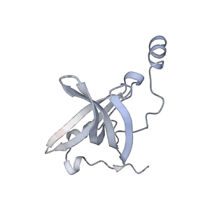 33660_7y7c_o_v2-2
Structure of the Bacterial Ribosome with human tRNA Asp(G34) and mRNA(GAU)