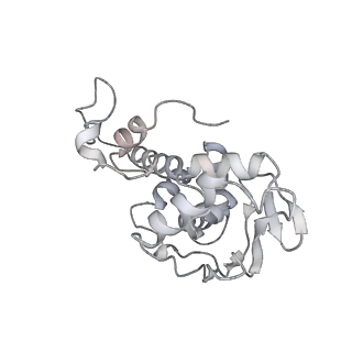 33661_7y7d_D_v1-0
Structure of the Bacterial Ribosome with human tRNA Asp(Q34) and mRNA(GAU)